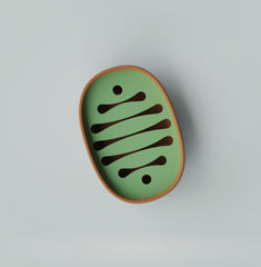 Zen Flow-Oval Base –Soap Dish