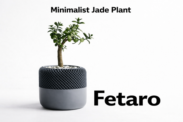 Minimalist Jade Plant