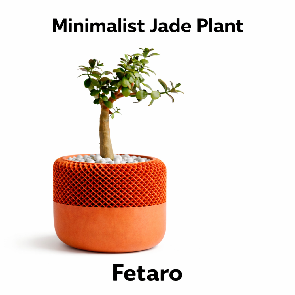 Minimalist Jade Plant