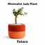 Minimalist Jade Plant